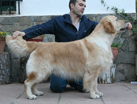 cachorros golden retriever